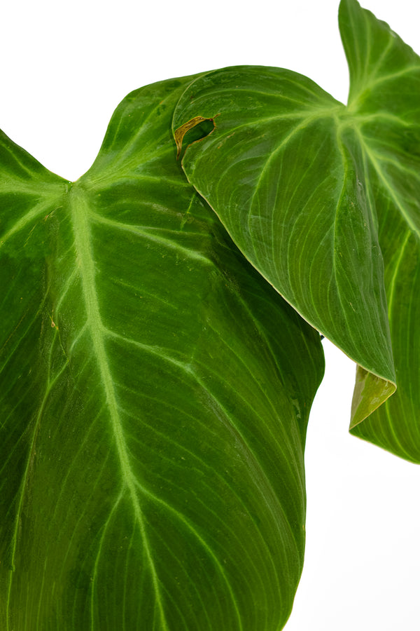 philodendron el choco red
