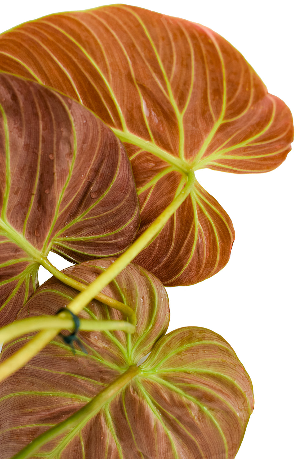 philodendron el choco red