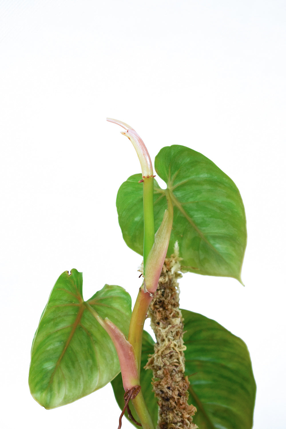 Philodendron Brandtianum - UNIFOLIA