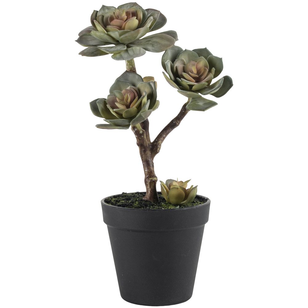 
            
                Load image into Gallery viewer, Succulent in Pot
            
        