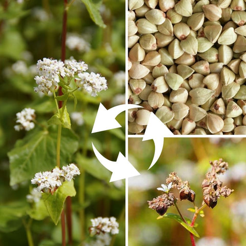 buckwheat plant, seed