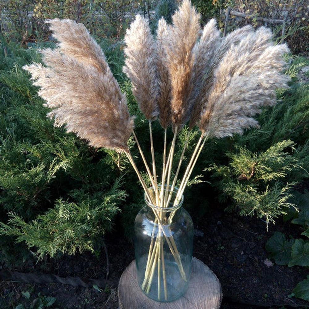 Dried Pampas Grass Rustic Bouquet Natural River Reeds Dried Plants For Table Decoration Vintage Home Decor Wedding Flowers Bunch 30pcs