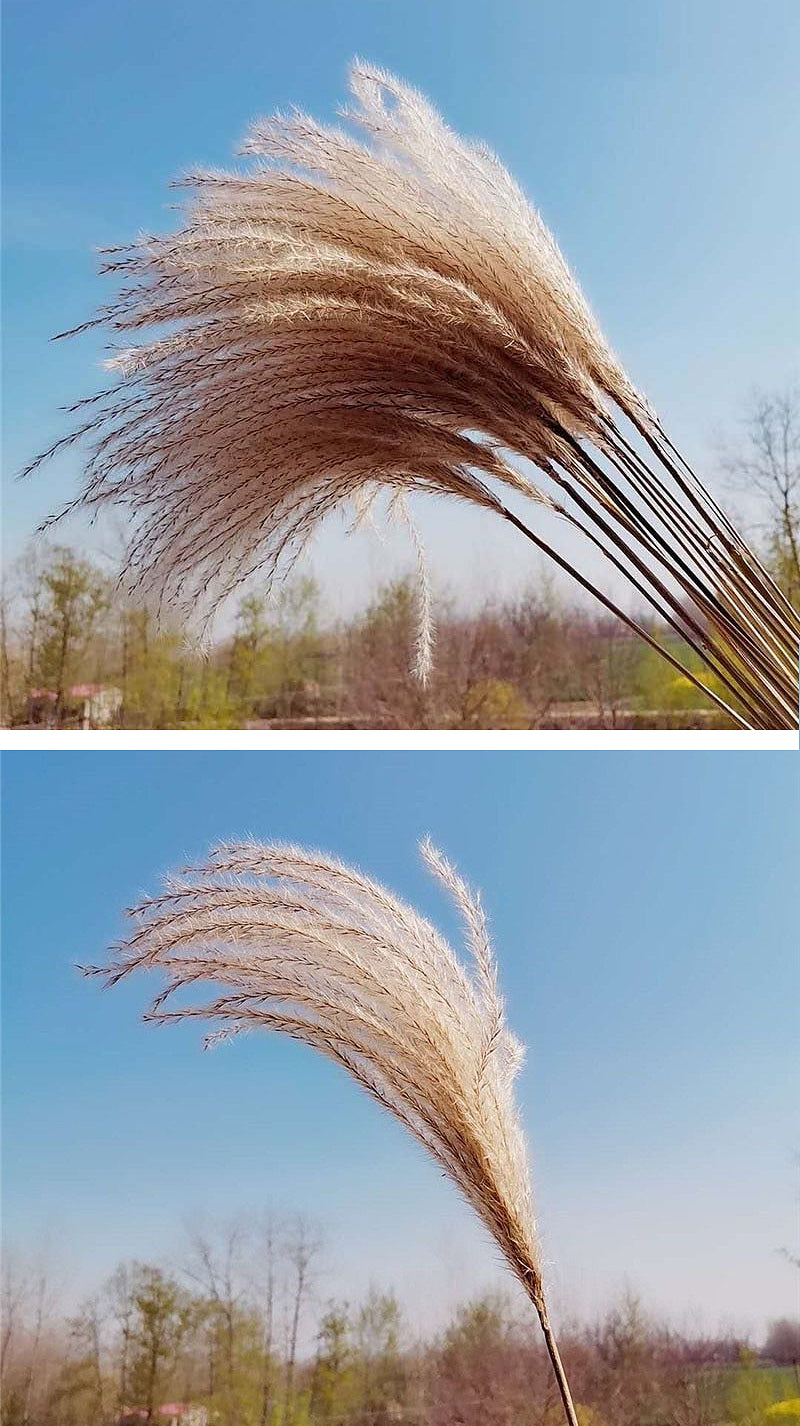 Real Dried Pampas Grass Bouquet Bohemian Decor Natural Dried Fluffy Plants For Dining Room Kitchen Decoration Living Room Boho Style Home Interior Design