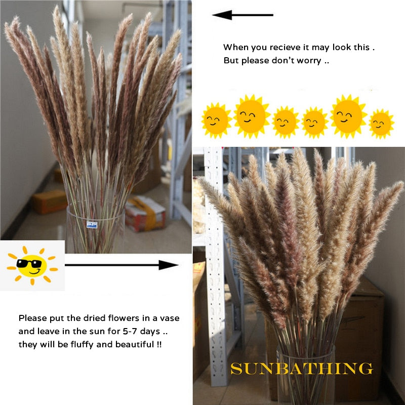 <h3><span><strong>White Pampas Grass Bouquet Home Decor Real Dried Plants Natural Floral Bouquet&nbsp;For Living Room Dining Room Bedroom Celebration Event Decoration Pack of 15Pcs.&nbsp;</strong></span></h3> <p><span><strong>Description:</strong>&nbsp;Real Pampas Grass Bouquet For Home Decoration.&nbsp;</span><br><span><strong>Classification:</strong> Dried Flowers</span><br><span><strong>Type:</strong> Pampas Grass</span><br><span><strong>Flower Style:</strong>&nbsp;Bouquet</span><br><span><strong>Occasion:</strong> Wedding, Celebration, Home Decor.&nbsp;</span><br><span><strong>Color:</strong>&nbsp;Assorted colors available.&nbsp;</span></p> <p><img src="https://cdn.shopify.com/s/files/1/0270/7796/7917/files/White_Pampas_Grass_Bouquet_Decor_Real_Dried_Plants_Natural_Floral_Bouquet_For_Living_Room_Celebration_Event_Decoration_01.jpg?v=1624915509" alt="White Pampas Grass Bouquet Home Decor Real Dried Plants Natural Floral Bouquet For Living Room Dining Room Bedroom Celebration Event Decoration Pack of 15Pcs"></p> <p><img src="https://cdn.shopify.com/s/files/1/0270/7796/7917/files/White_Pampas_Grass_Bouquet_Decor_Real_Dried_Plants_Natural_Floral_Bouquet_For_Living_Room_Celebration_Event_Decoration_02.jpg?v=1624915527" alt="White Pampas Grass Bouquet Home Decor Real Dried Plants Natural Floral Bouquet For Living Room Dining Room Bedroom Celebration Event Decoration Pack of 15Pcs"></p> <p><img src="https://cdn.shopify.com/s/files/1/0270/7796/7917/files/White_Pampas_Grass_Bouquet_Decor_Real_Dried_Plants_Natural_Floral_Bouquet_For_Living_Room_Celebration_Event_Decoration_03.jpg?v=1624915544" alt="White Pampas Grass Bouquet Home Decor Real Dried Plants Natural Floral Bouquet For Living Room Dining Room Bedroom Celebration Event Decoration Pack of 15Pcs"></p> <p><img src="https://cdn.shopify.com/s/files/1/0270/7796/7917/files/White_Pampas_Grass_Bouquet_Decor_Real_Dried_Plants_Natural_Floral_Bouquet_For_Living_Room_Celebration_Event_Decoration_04.jpg?v=1624915560" alt="White Pampas Grass Bouquet Home Decor Real Dried Plants Natural Floral Bouquet For Living Room Dining Room Bedroom Celebration Event Decoration Pack of 15Pcs"></p> <p><img src="https://cdn.shopify.com/s/files/1/0270/7796/7917/files/White_Pampas_Grass_Bouquet_Decor_Real_Dried_Plants_Natural_Floral_Bouquet_For_Living_Room_Celebration_Event_Decoration_05.jpg?v=1624915580" alt="White Pampas Grass Bouquet Home Decor Real Dried Plants Natural Floral Bouquet For Living Room Dining Room Bedroom Celebration Event Decoration Pack of 15Pcs"></p> <p><img src="https://cdn.shopify.com/s/files/1/0270/7796/7917/files/White_Pampas_Grass_Bouquet_Decor_Real_Dried_Plants_Natural_Floral_Bouquet_For_Living_Room_Celebration_Event_Decoration_06.jpg?v=1624915596" alt="White Pampas Grass Bouquet Home Decor Real Dried Plants Natural Floral Bouquet For Living Room Dining Room Bedroom Celebration Event Decoration Pack of 15Pcs"></p> <p><img src="https://cdn.shopify.com/s/files/1/0270/7796/7917/files/White_Pampas_Grass_Bouquet_Decor_Real_Dried_Plants_Natural_Floral_Bouquet_For_Living_Room_Celebration_Event_Decoration_07.jpg?v=1624915615" alt="White Pampas Grass Bouquet Home Decor Real Dried Plants Natural Floral Bouquet For Living Room Dining Room Bedroom Celebration Event Decoration Pack of 15Pcs"></p>