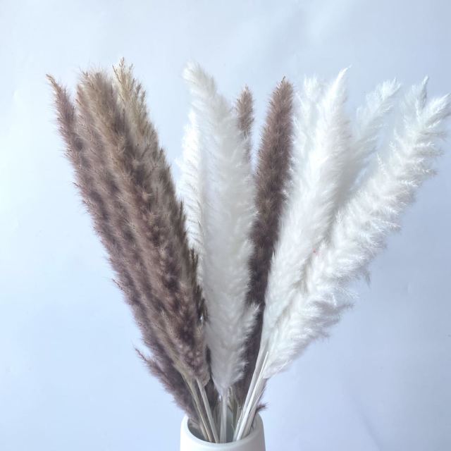 White Pampas Grass Bouquet Home Decor Real Dried Plants Natural Floral Bouquet For Living Room Dining Room Bedroom Celebration Event Decoration Assorted Colors