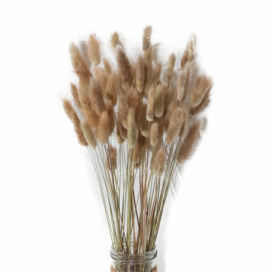 Lagurus Ovatus Hare's Tail Bouquets Real Dried Natural Plants Floral Bouquet Decoration For Living Room Kitchen Dining Room Table Trending Interior Decor