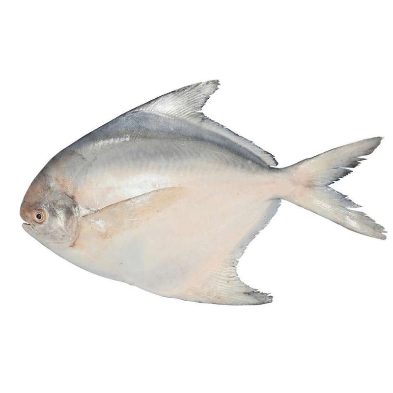 fresh pomfret