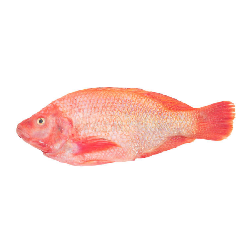 Fresh Red Tilapia - Market Boy | SG Wet Online | Seafood