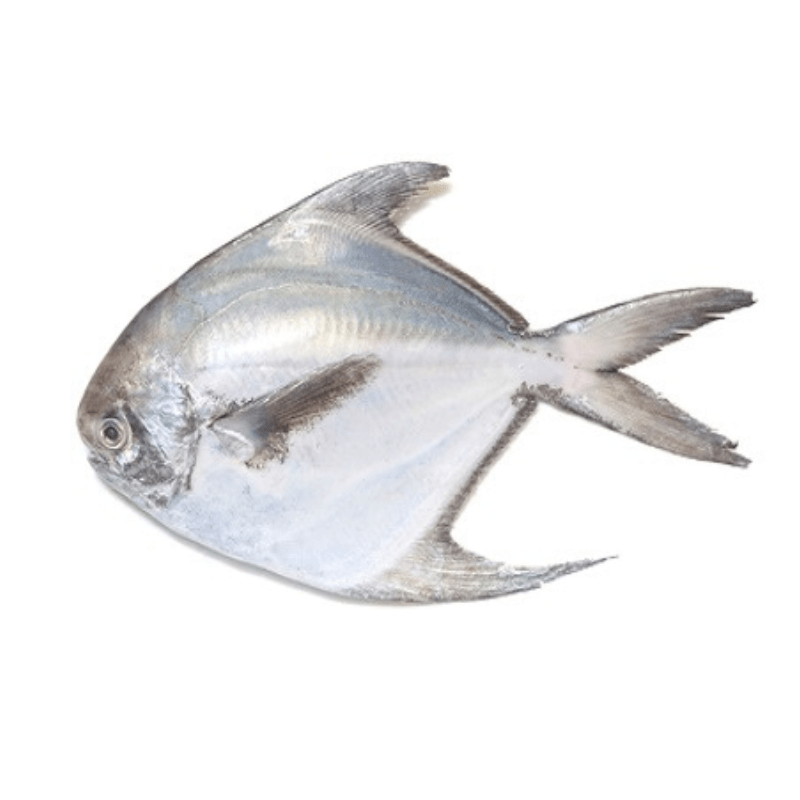 fresh pomfret