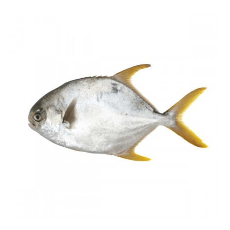 pomfret yellow