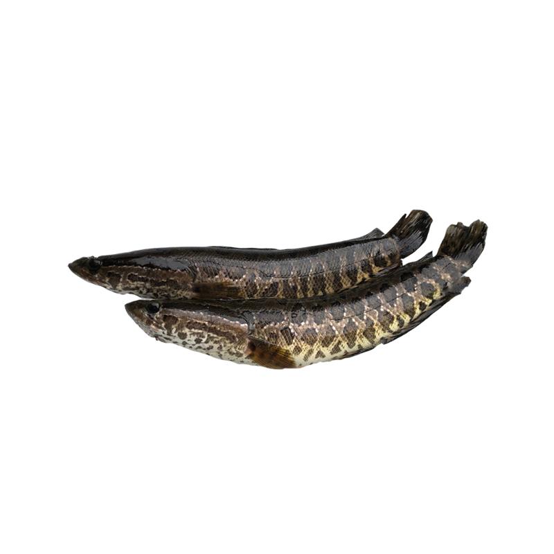 buying snakehead fish