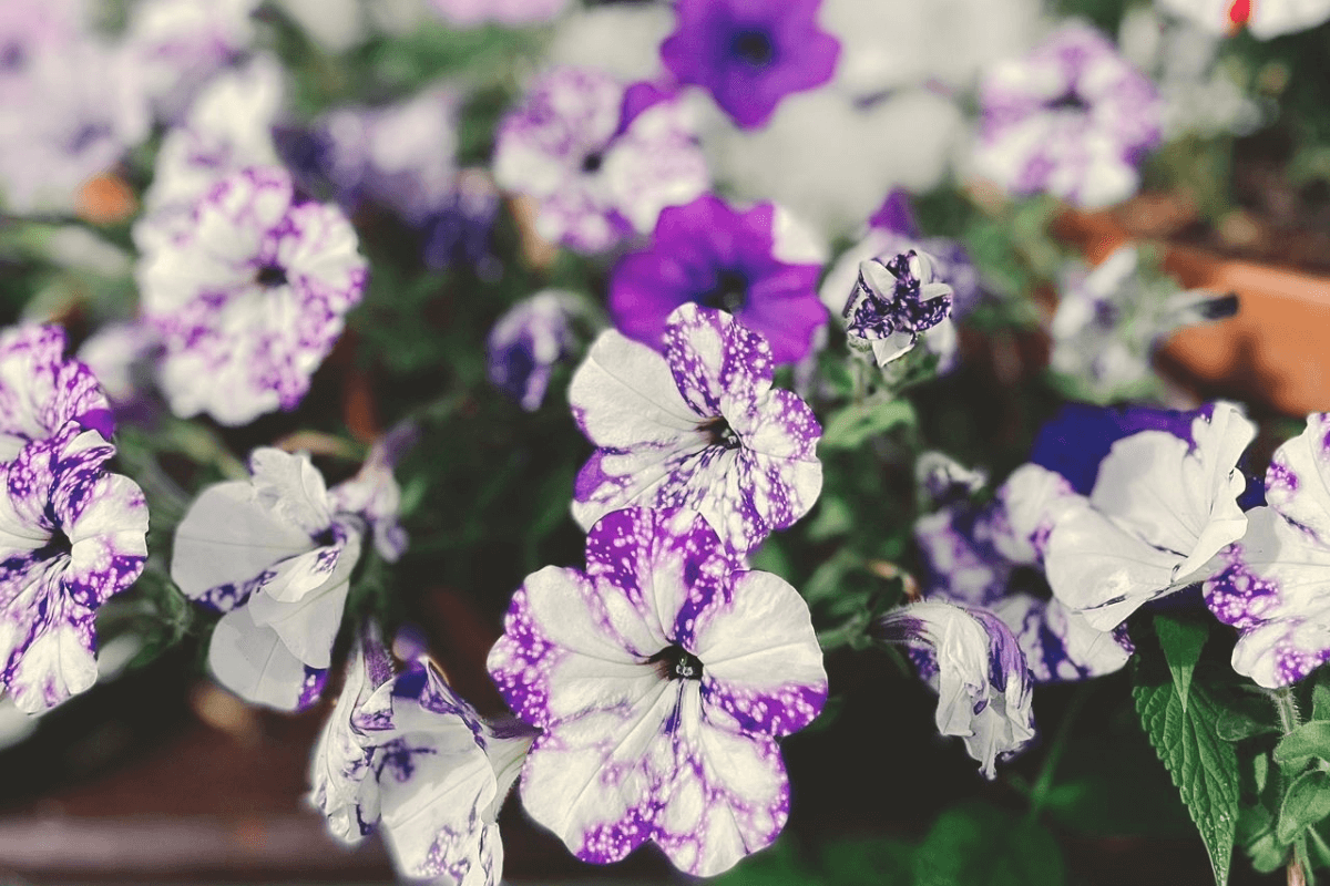 close up of white and purple tie dye like petunias in Kim's garden, in front of a white wall.