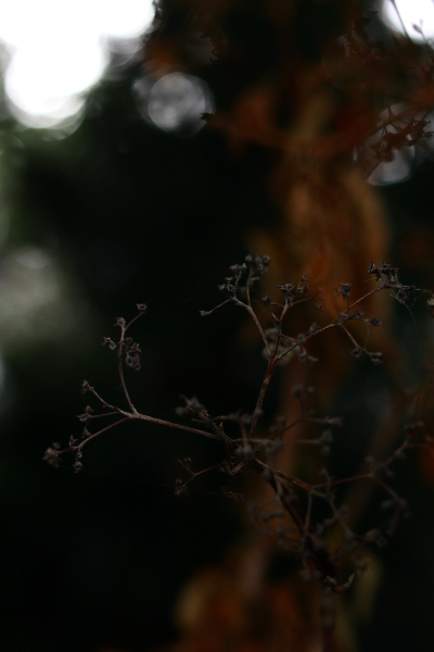 dried hydrangea in the garden, brown autumnal colours.