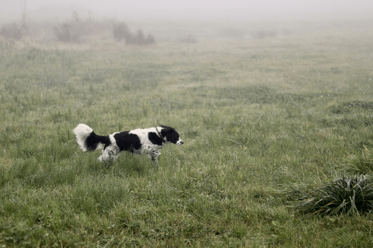 Nissa, a medium black and white dog, leaping quite gracefully through grass in a misty landscape.