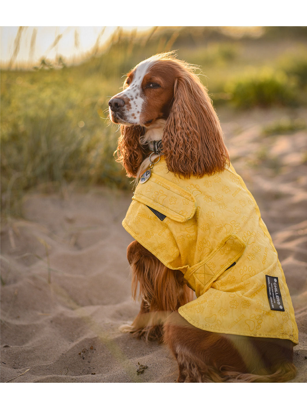 how do dog cooling vests work