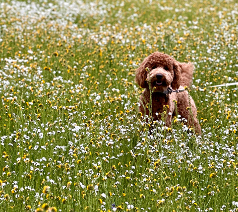 Golden Doodle Pup Playing in a field of wildflowers