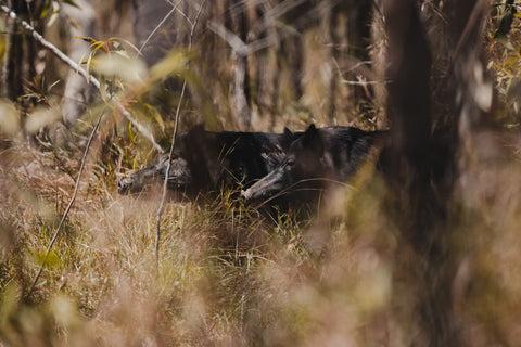 Cape York pigs in the grass