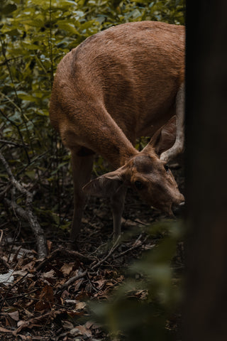 Rusa hind up close scratching her ear