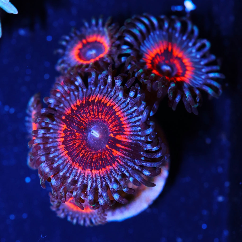 Seattle Assorted Zoa-Frag – Seattle Corals