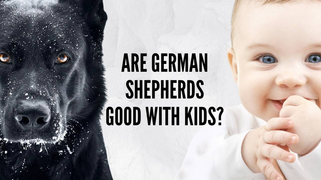 are shepherds good with babies