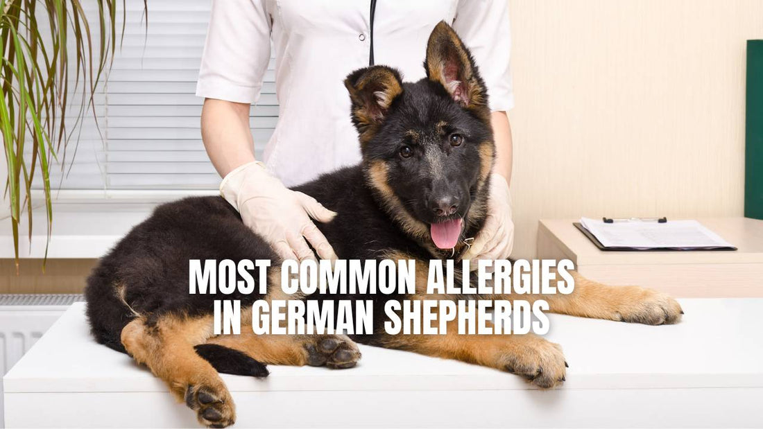 are dog allergies common