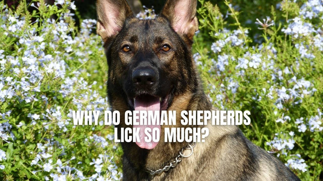 why does my german shepherd lick me