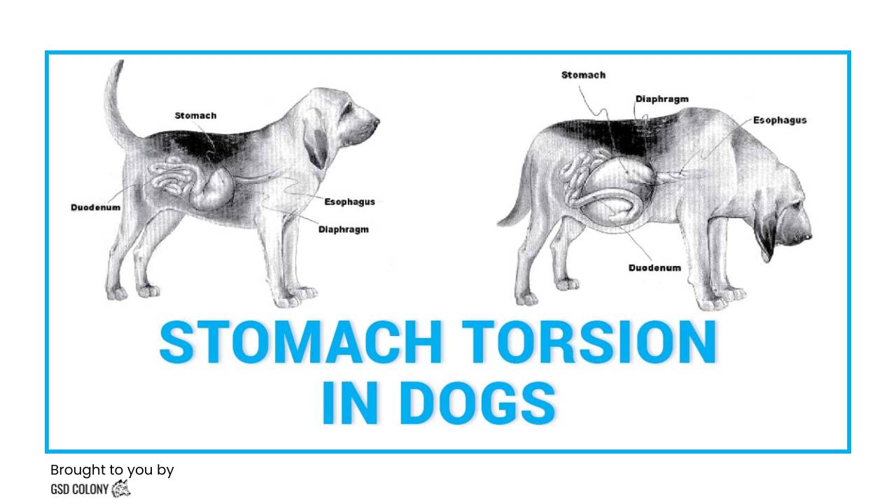 German Shepherd stomach flip pictures - GSD Colony