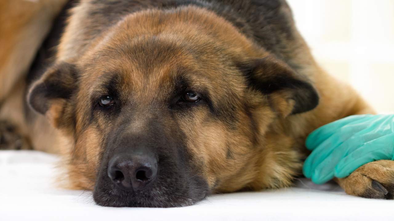 German Shepherd dog in the vet station