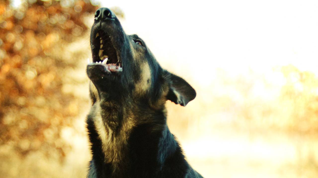 German Shepherd Barking