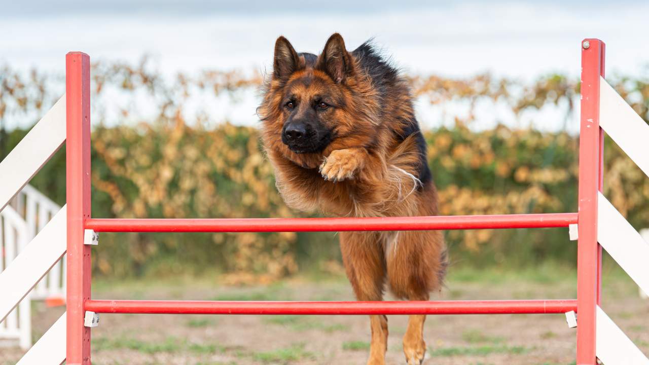 What age can a German Shepherd jump?