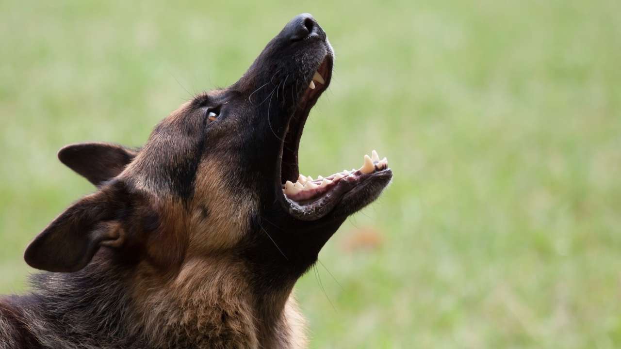 German Shepherd aggression due depression