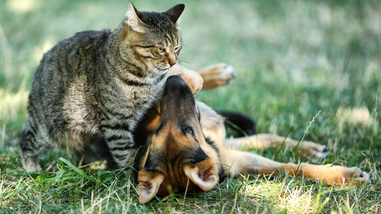 german shepherds and cat