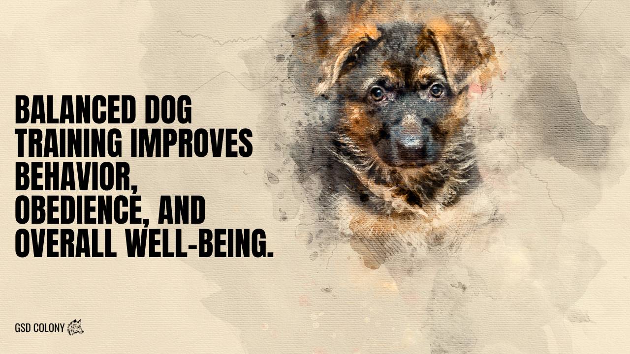 Balanced dog training for German Shepherd puppies