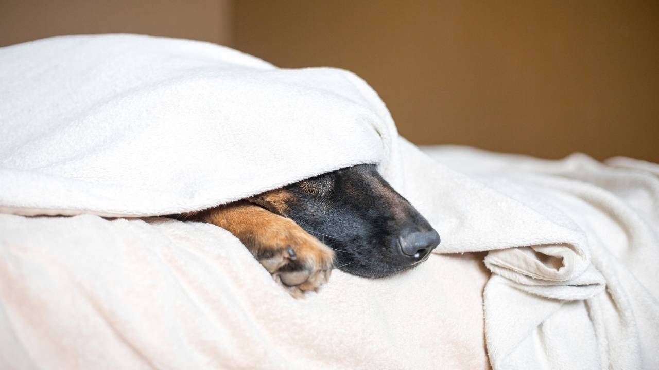 German shepherd puppy in the bed under blanket