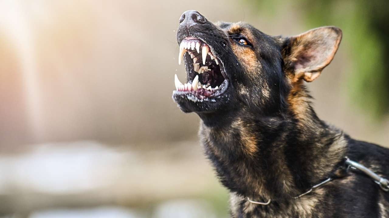 Dental health problems in German Shepherd dogs