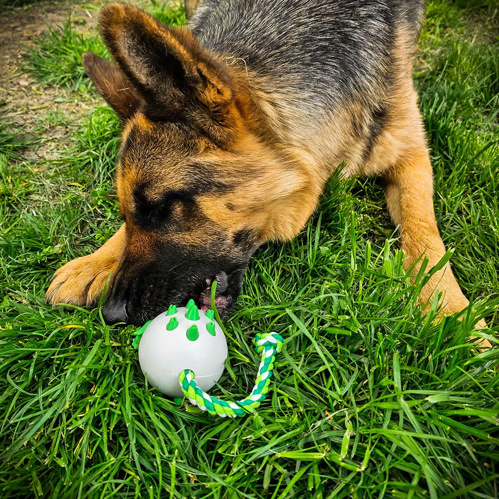Female German Shepherd chews her favorite toy