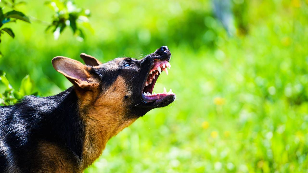 Do German shepherds naturally hate cats - GSD Colony