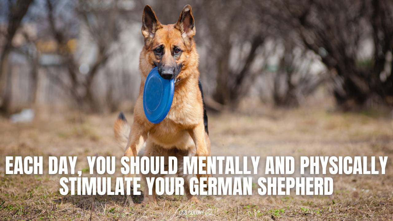 https://cdn.shopify.com/s/files/1/0270/8514/4164/files/do-german-shepherds-need-mental-stimulation.jpg?v=1683464413