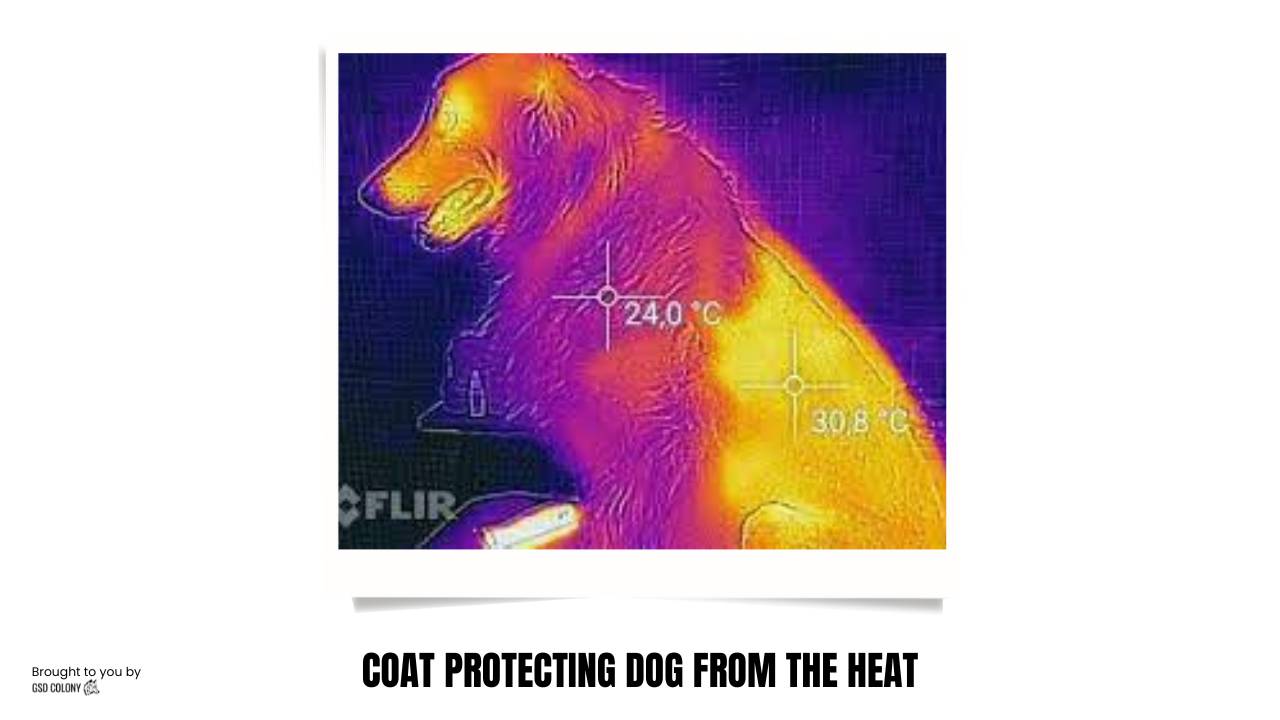 Dog hair protecting dog from heat examples 1