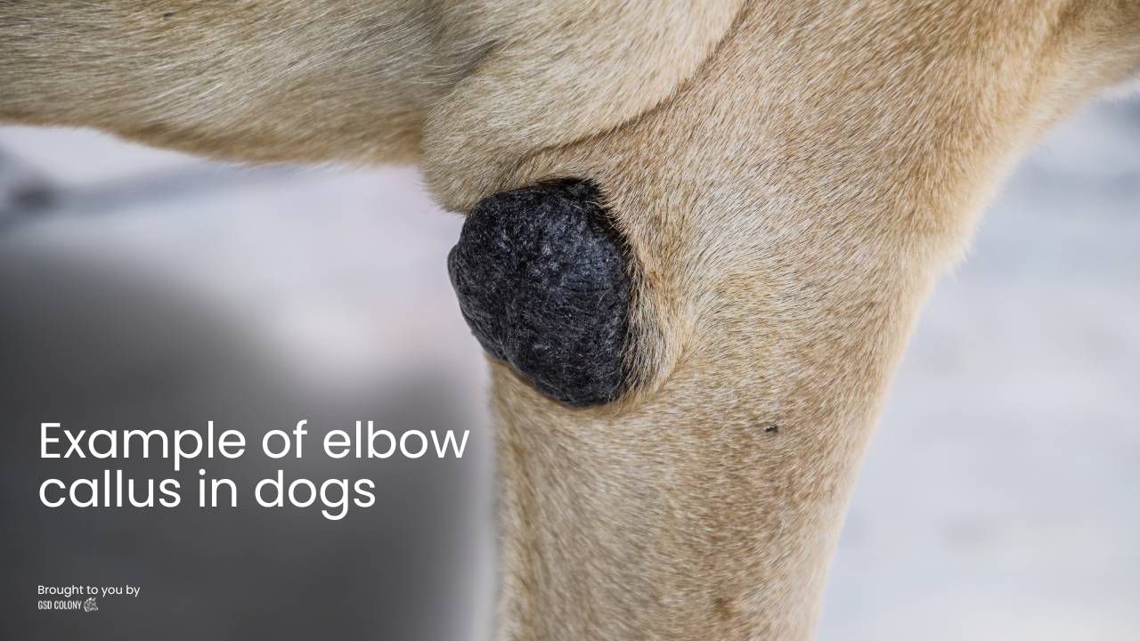 Elbow callus in dogs
