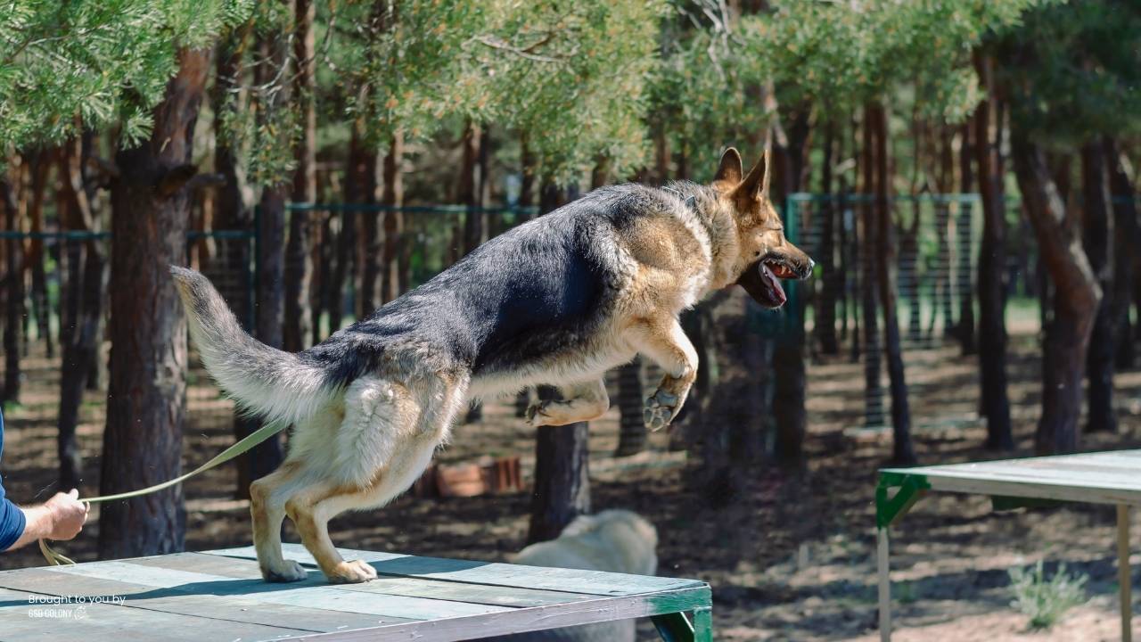 German Shepherd agility training jumping