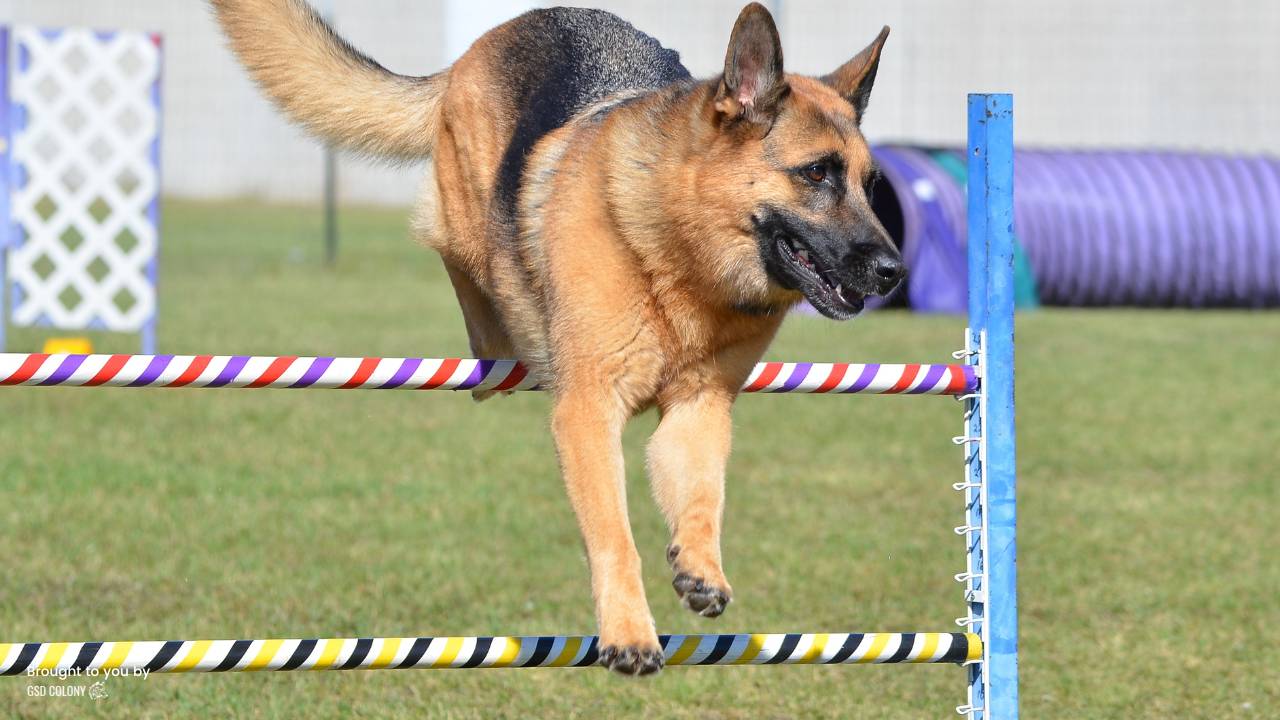 German Shepherd agility training