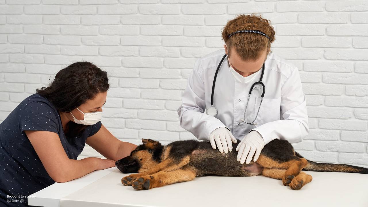 German Shepherd at vet