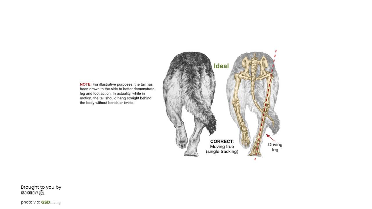 German Shepherd back legs cow hocked - GSD Colony