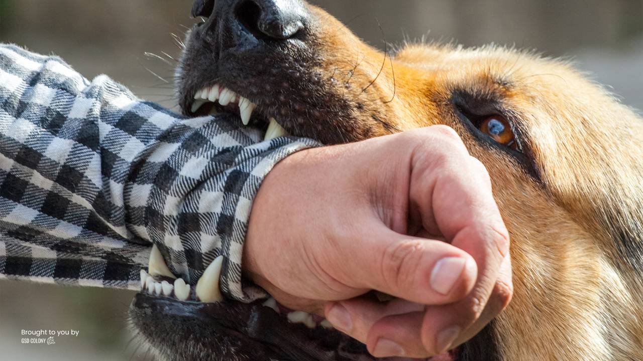 German Shepherd Biting Hands