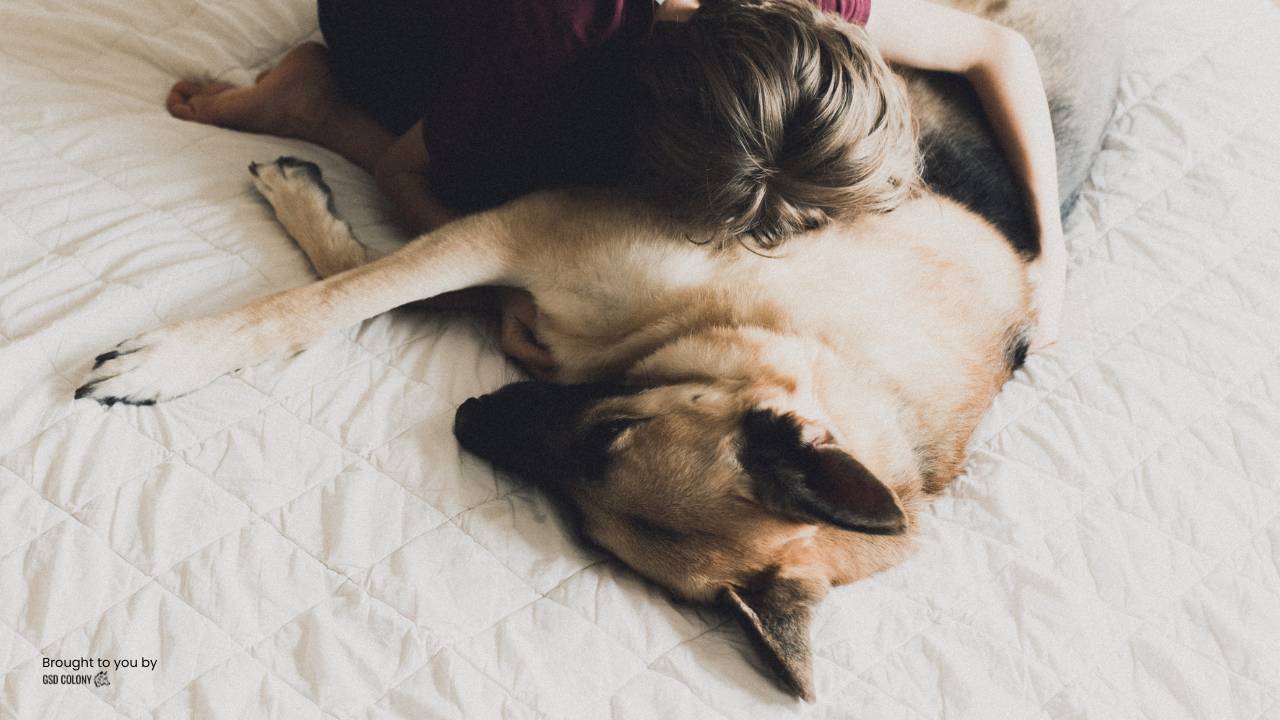 German Shepherd care and love bed with owner