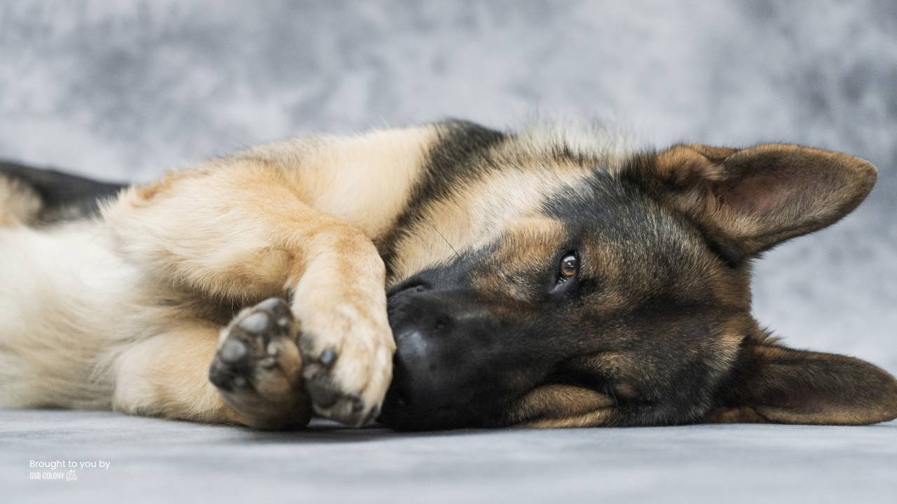 German Shepherd dog lick his paws