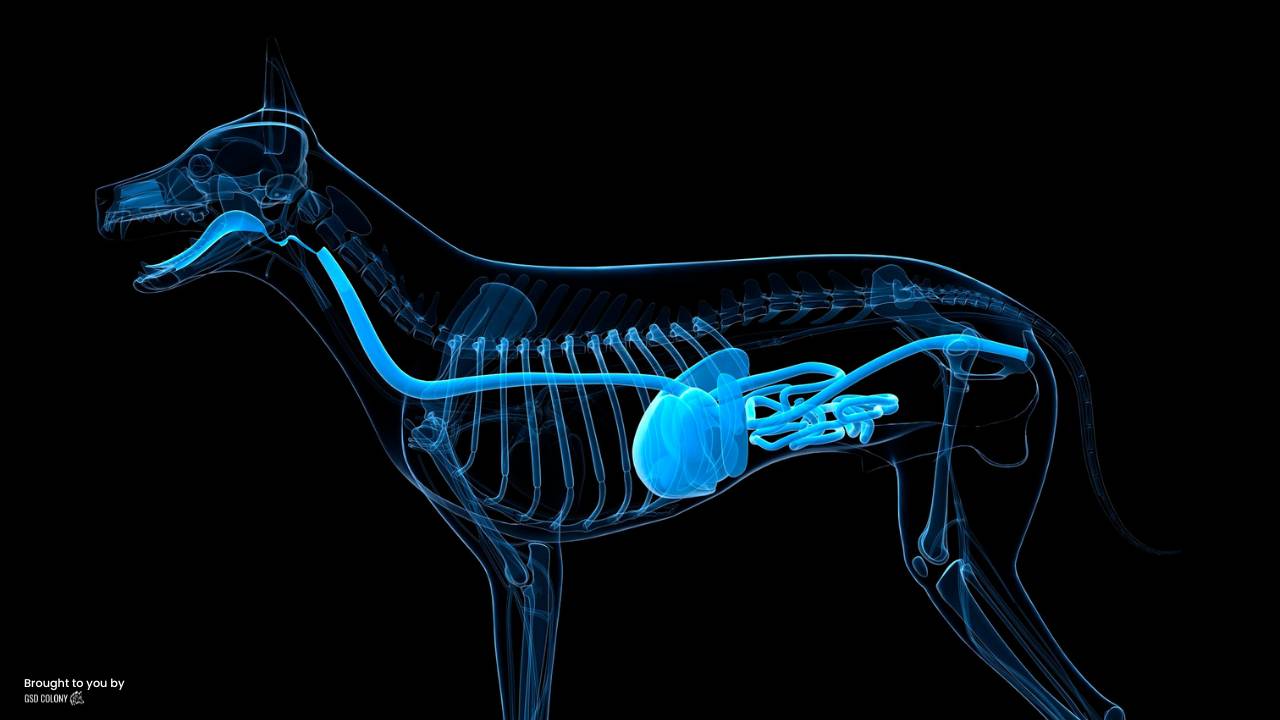 German Shepherd digestive system