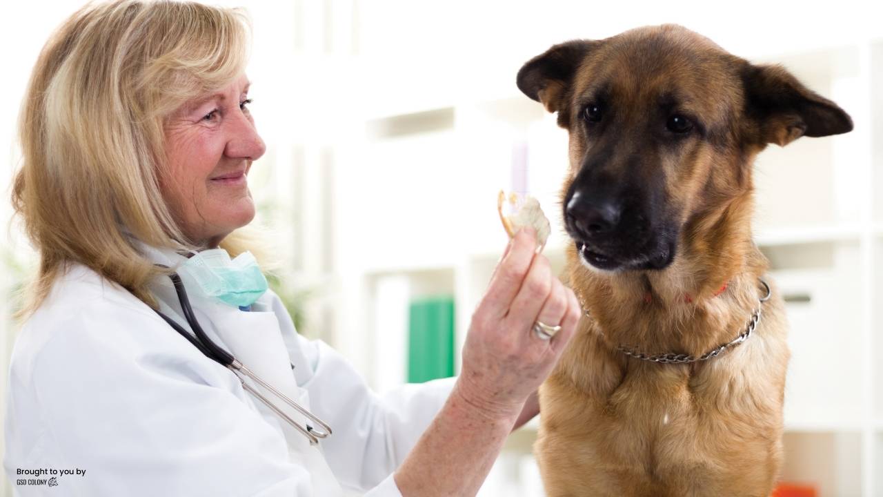 Senior German Shepherd dog with cancer at vet station