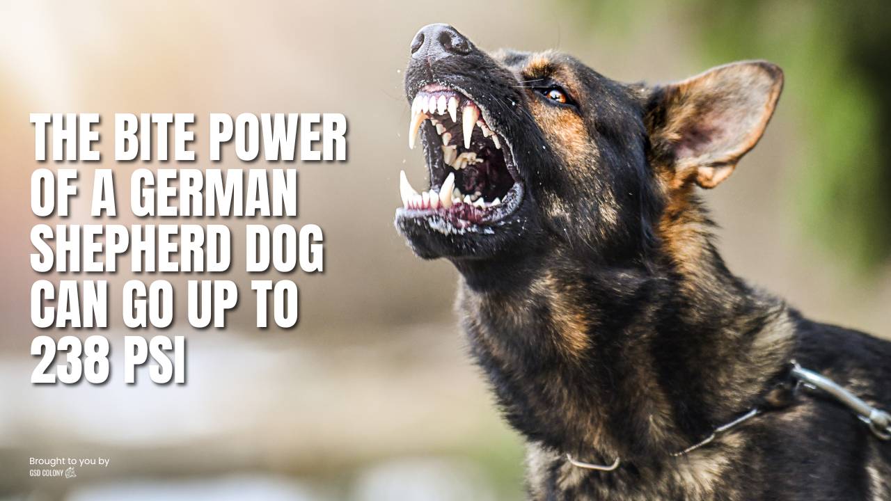 German Shepherd dog bite power - GSD Colony